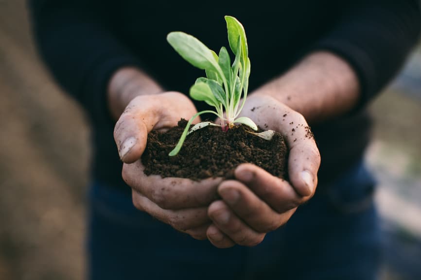 seedling held with two hands