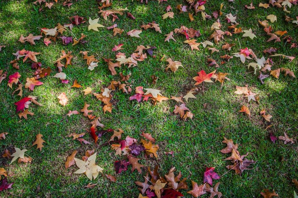 leaves on grass in fall